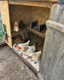 Junger Hahn zu verschenken