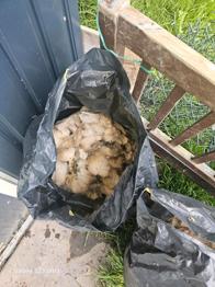 Schafwolle zu verschenken