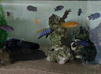 verschenke eine Gruppe Chindongo Demasoni-Malawi Buntbarschen