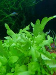 Aquariumpflanzen DRINGEND zu verschenken