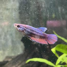 verschenke ein kampffisch Weibchen