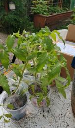 Verschenke Tomatenpflanzen