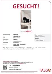 Wohnungskatze entlaufen