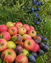 Obst, Äpfel und Zwetschgen zu verschenken