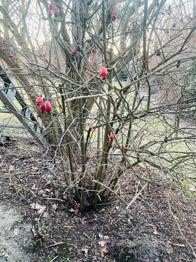 Hagebutte zu verschenken