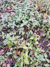 Winterhartes Immergrün zu verschenken