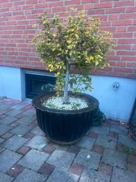 Pflanze mit dem Topf