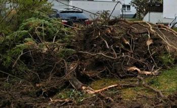 Wurzelstock zu verschenken